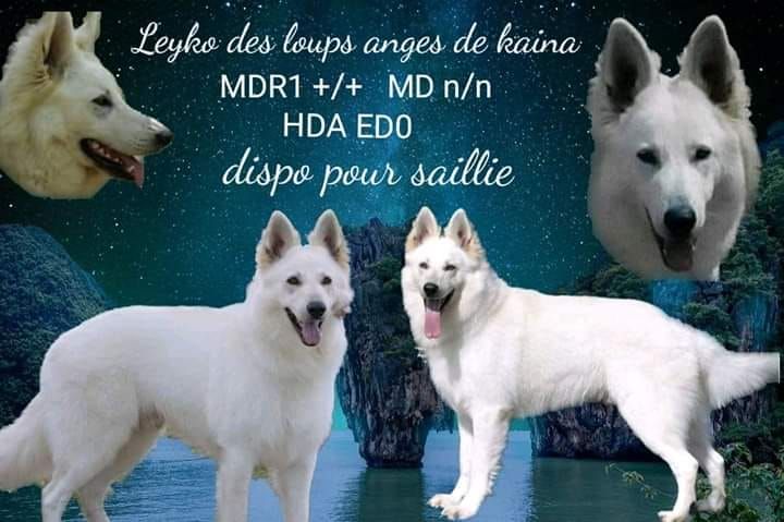 Leyko Des Loups Anges De Kaina