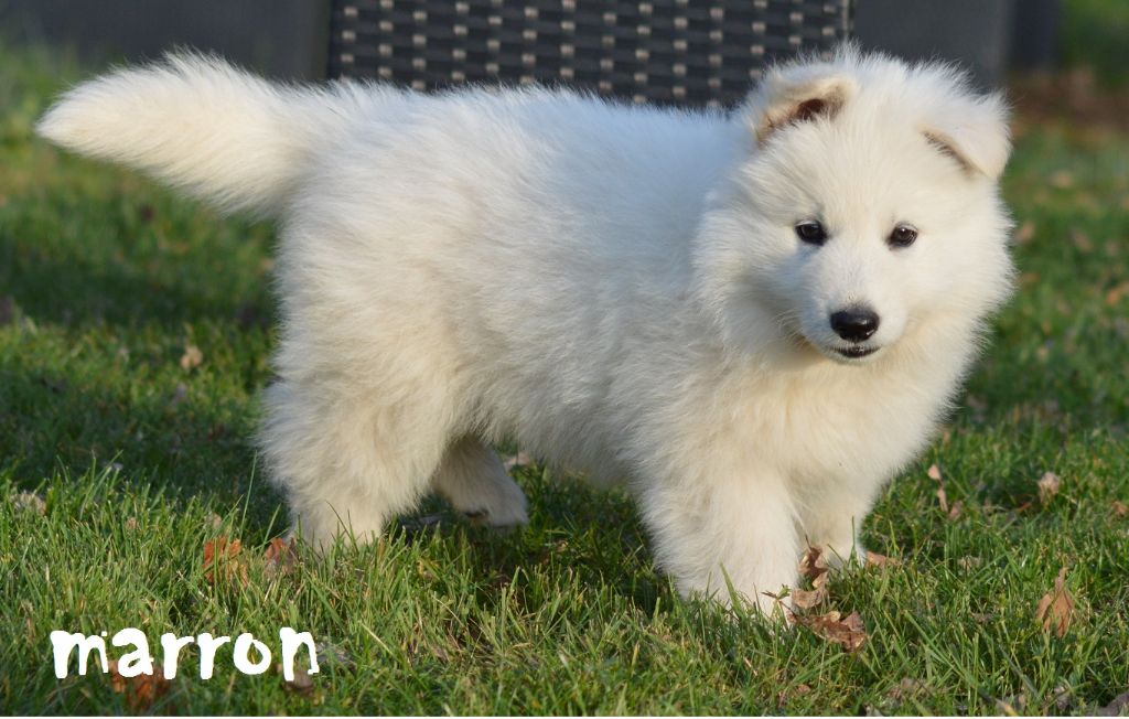 Des Loups Anges De Kaina - Chiots disponibles - Berger Blanc Suisse