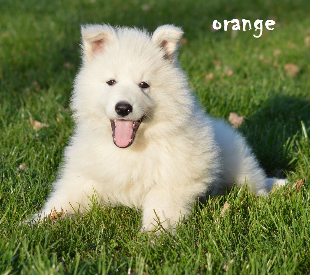 Des Loups Anges De Kaina - Chiots disponibles - Berger Blanc Suisse